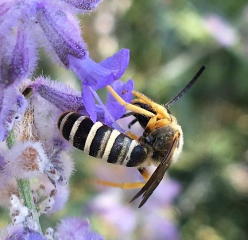 Halictus scabiosae